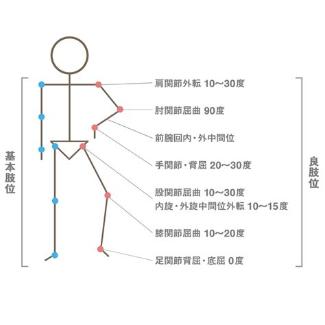 腰三角 構成|基本肢位・良肢位って何だ？ 解説するよ！